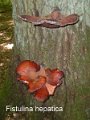 Fistulina hepatica-amf1139